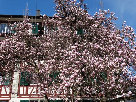 (Bild: buebikernews)