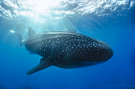 Galapagos Shark Diving - Whale shark illuminated by the sun in Darwin Arch