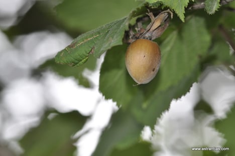 Corylus avellana - Haselnuss - Wildsträucher - Heckensträucher- Wildfrüchte - Wildsträucher - Biodiversität - Heckensträucher - Artenvielfalt - Wildstrauch