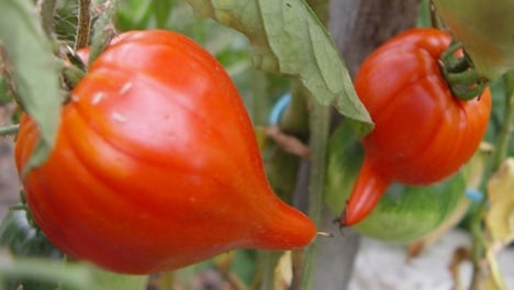 Téton de Vénus rouge