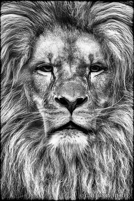 Gregory Herpe, Foto of the Lion