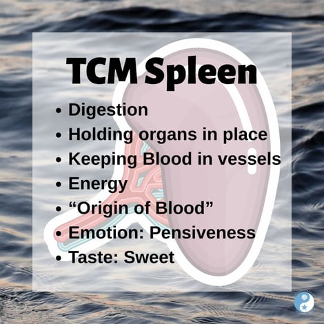 TCM Spleen on the Beachside Blog: Digestion, holding organs and blood, energy, "Origin of Blood"