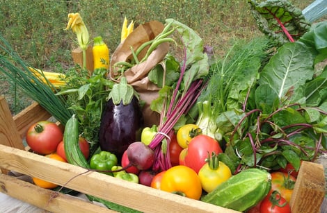 Sommerliche Vielfalt mit Paradeisern, Schnittlauch, Basilikum, Melanzani, Gurke, Paprika, Rote Rüben Bund, Fisolen, Zucchini, Fenchel, Mangold und Malabarspinat