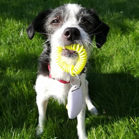 Foto ©️Sarah Koop