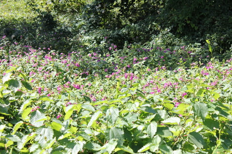 ツリフネソウ全体の様子