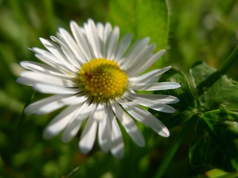 photo Isabelle Bouchex, été 2024