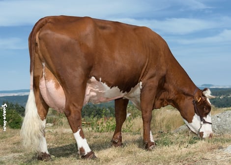 Bouclette, née en 1986, meilleure mamelle à Paris est la mère du taureau Jetset
