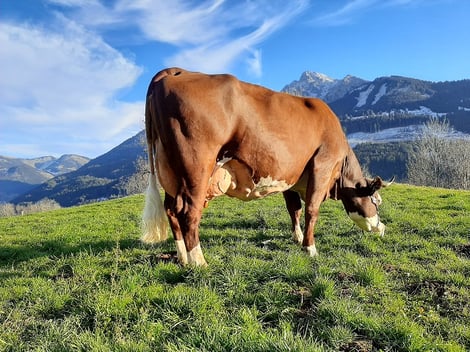 IRLANDE (Normand x Robuste) : Championne adulte départemental 74 en 2019, Abondance de l'année en 2019 et 2020