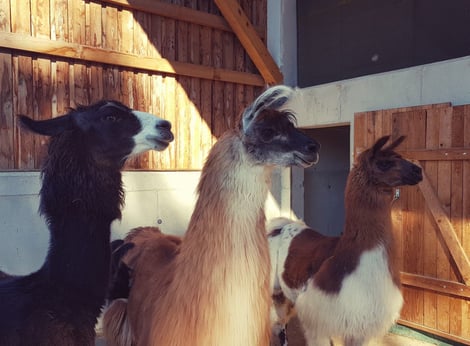 Lama lamawanderung Ohren Vlies Fell Lamatrekking Erlebnis Tiere Herde Stall  Lamaohren nodramalama Erlebnisbauernhof Bauernhof Zucht