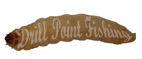 Drill Point Fishing Onlineshop - Bienenmaden für die Forellenfischerei jetzt günstig online kaufen!