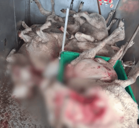 Tote Schafe in Kaltbrunn (Screenshot TeleZüri)