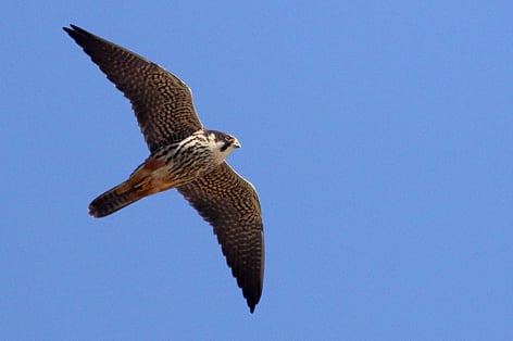 Baumfalke (Foto: Wolfgang Höll) 