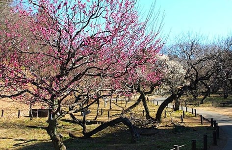 大倉山梅林