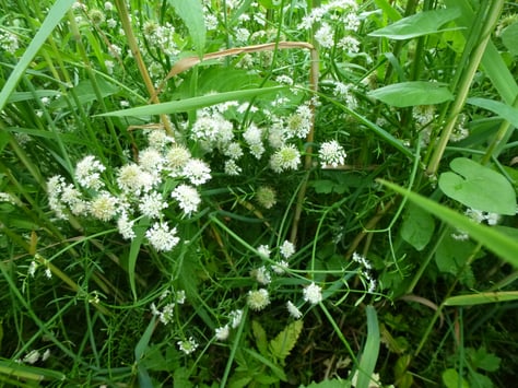 Röhriger Wasserfenchel (Oenanthe fistulosa) (c) Heinrich Beigel