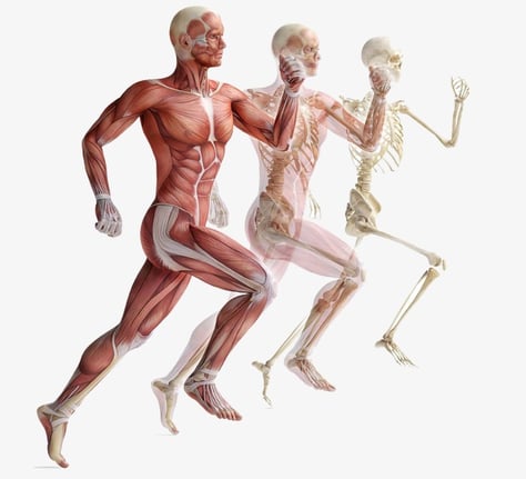anatomía cuerpo humano biomecánica