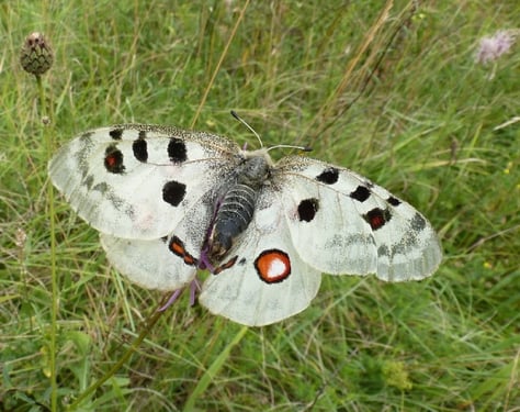 Der Apollofalter ist eine Ikone des Naturschutzes und seit dem Jahr 1936 streng geschützt. Seine außeralpinen Populationen in Nordbayern sind trotzdem fast vollständig zusammengebrochen (Bild: Andreas Segerer).