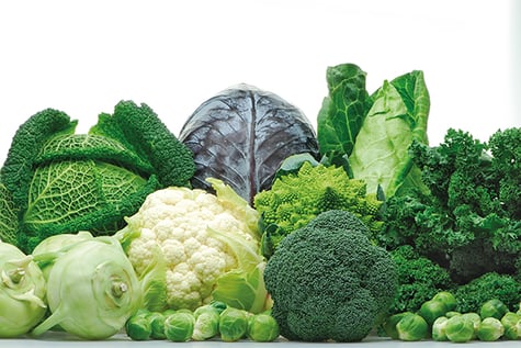 Das VOWE-Netz schützt Blumenkohl und weitere Kohlpflanzen wirksam vor Schädlingen im Hausgarten