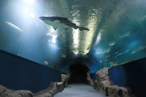 Acuario de Fauna Mediterránea Almuñecar