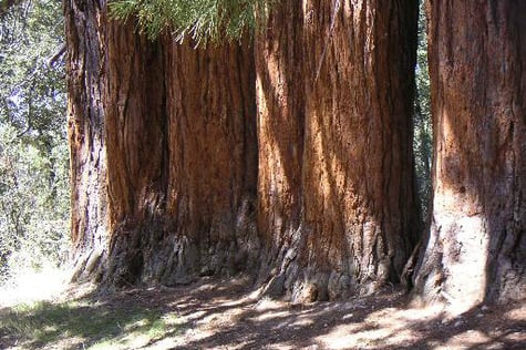 La Sequoias of La Losa - Huéscar