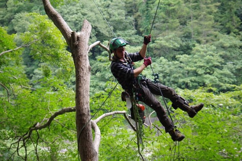 ウッドタワー工法のシングルロープテクニックによる樹木間の空中移動の様子。