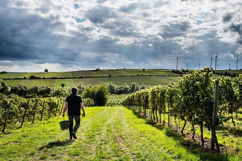 Terraform Gartengestaltung