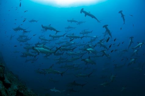 Big school of hammerhead sharks in the Galapagos Islands, Galapagos Shark Diving