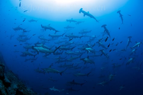 Hunderte Hammerhaie, ©Galapagos Shark Diving