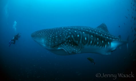 Diver face to face with a huge adult whale shark in the Galapagos Islands