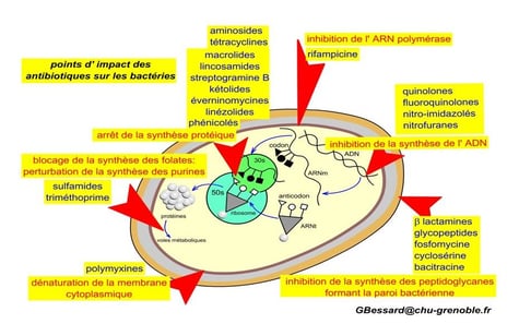 Mode d'action des différentes familles d'antibiotiques