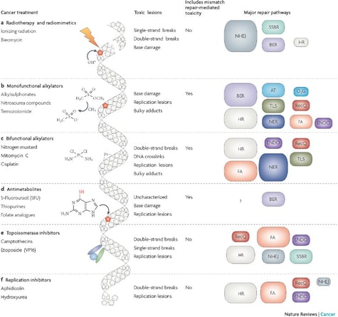 Voies de réparation d'ADN en tant que cibles pour la thérapie du cancer