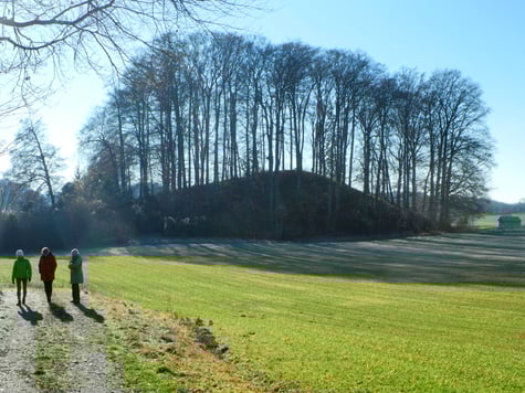 Benachbarter Tumulus mit Seggen-Buchenwald