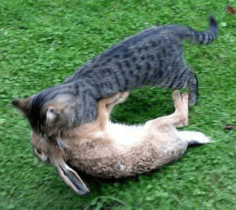 Die Katze als Jaegerin | hundkatzeschmaus.ch