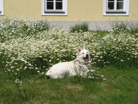 Hurra ich bin ein Jahr