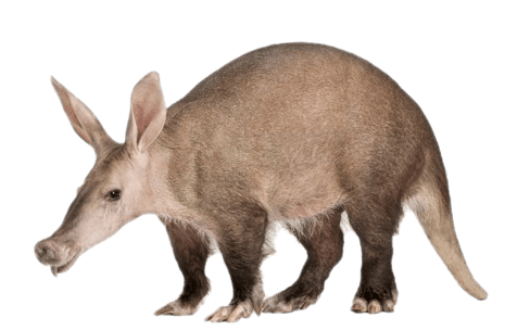 oryctérope image animaux transparent sur fond blanc pour site web illustration ecole montessori