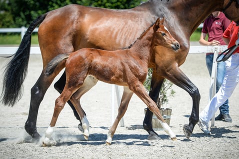 Aarhof's Chanel (geb. 3.6.2015), qualifiziert für die 22. Suisse Elite Fohlenauktion vom 8.8.2015 in Galgenen