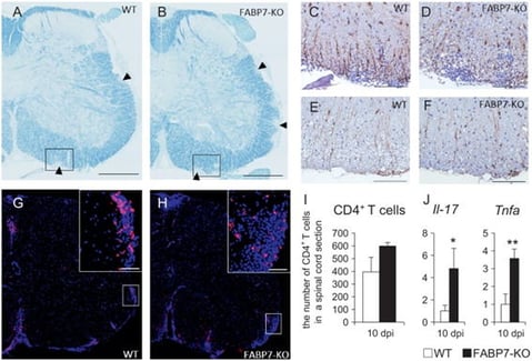 東北大学器官解剖学　研究