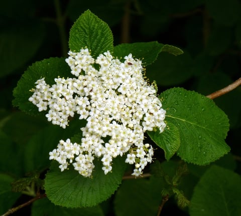 Wolliger Schneeball (Viburnum lantana)