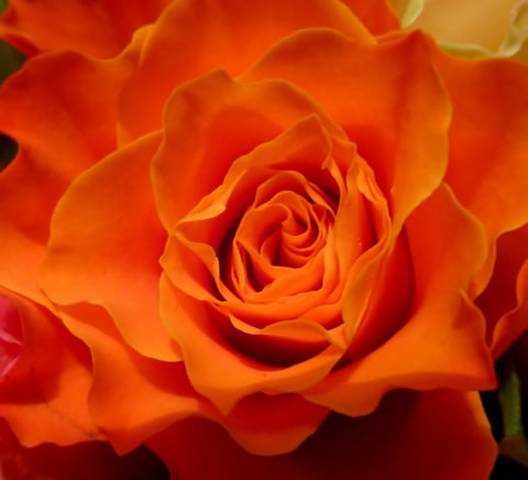 Makro bearbeitet (PhotoFiltre, XnView, NeatImage)