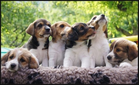 A-Wurf vom Chirsgarten, Juli 2013 - sechs Herzens-Kromis