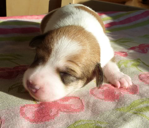 Chlini Candis, Woche 2