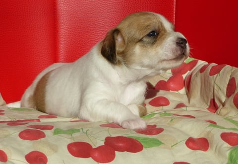 Chlini Candis, Woche 4