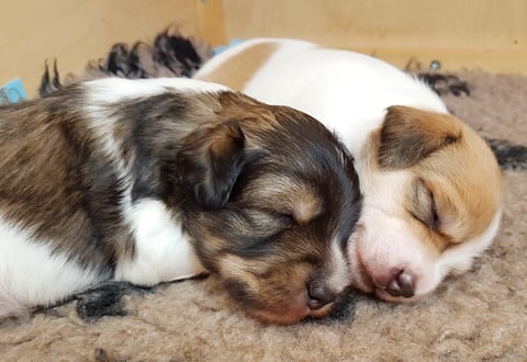 3. Juli 2017 - Caruso und "die Chlini"