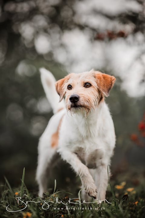 Foto: www.brigittekreisl.ch