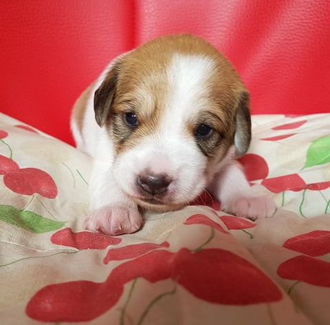 Chlini Candis, Woche 3