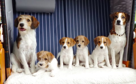 Askia mit ihren vier Welpen, Arbtaxa, Ally, Asco und Amina, Tante Debby