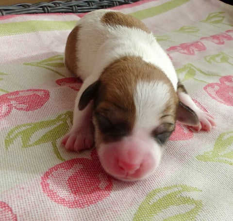 Chlini Candis, Geburt am 15. Juni 2017