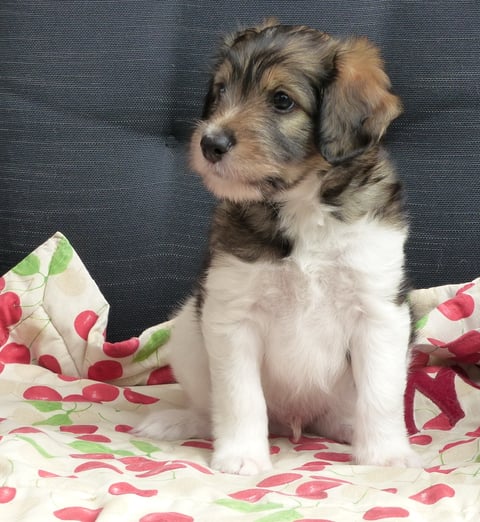 Caruso, 7. Lebenswoche