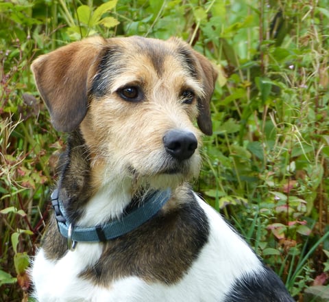 Asterix - unser aller Erstgeborener hier im Chirsgarten - 4 Jahre alt