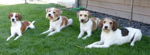 Debby, Tuba, Wurzel, Askia