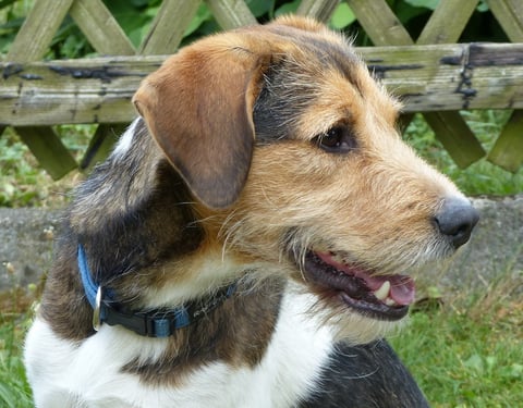 Asterix vom Chirsgarten, ein Traumtyp